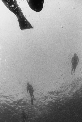 freedivers swimming on the surface 
